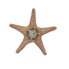 Peach Sea Star - Glass